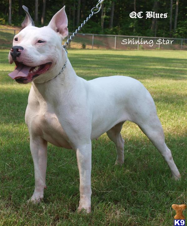 American Pit Bull Puppies in NC